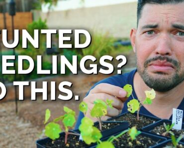 7 Solutions For Stunted Seedlings