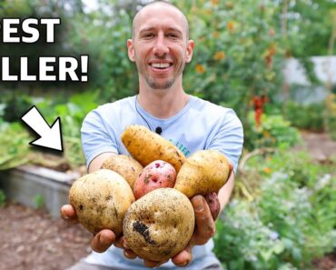 I USED Potatoes to FIGHT PESTS in the Garden!!