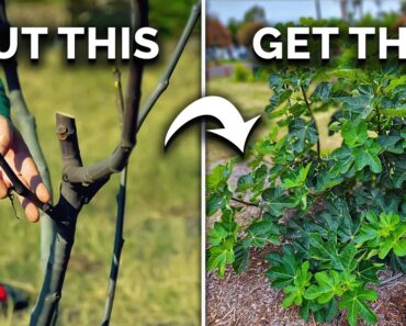 How to Prune Fig Trees for BIG Harvests