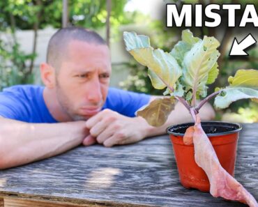 You’re Killing Your Plants if You Do This, 10 MISTAKES You Can’t Afford to Make in the Garden
