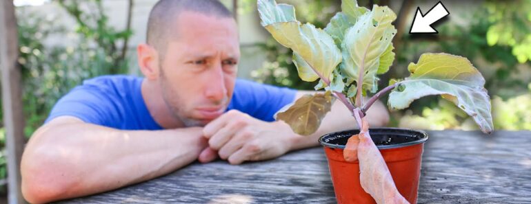 You’re Killing Your Plants if You Do This, 10 MISTAKES You Can’t Afford to Make in the Garden