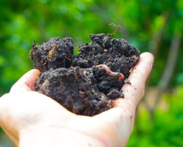 THE SECRET TO BUILDING HEALTHY SOIL!