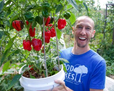 How to Grow Peppers in Containers, Complete Growing Guide