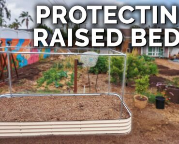 How to Perfectly Pest-Proof a Raised Bed