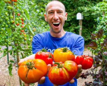If I Could ONLY Grow 7 Tomato VARIETIES for the Rest of My Life, These are My Choices!