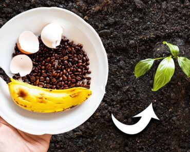 How to Use Eggshells, Banana Peels, and Coffee Grounds in the Garden