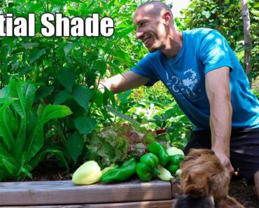 5 Brilliant Tips for Growing and Harvesting Peppers