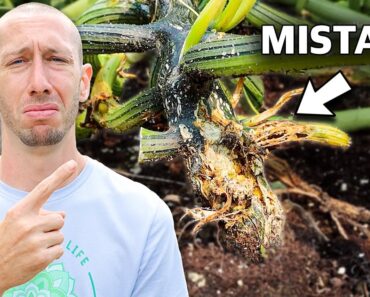 5 Deadly MISTAKES You Can’t Afford to Make When Growing Squash
