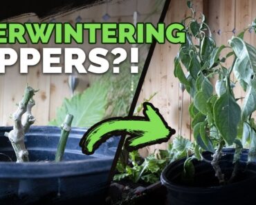 Grow the Same Pepper Plant Two Years in a Row!