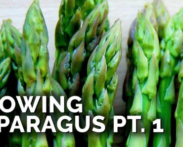How to Grow Asparagus Pt. 1: Planting, Varieties, & Bed Prep