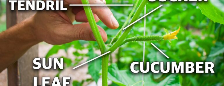 How To Prune Cucumber Plants, Grow Cucumbers NOT Leaves!