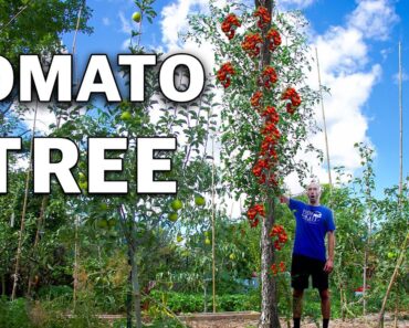 And They Said I was CRAZY for Growing a Tomato Tree…