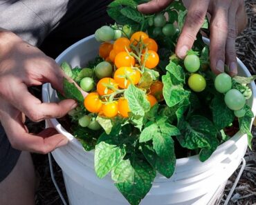 How to Grow TOMATOES in CONTAINERS, Complete Growing Guide