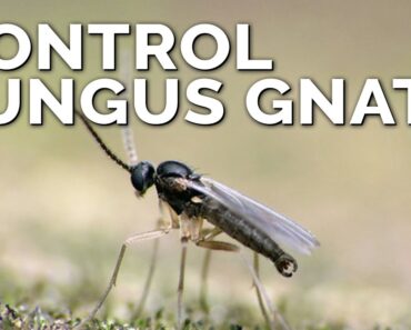 Foolproof Fungus Gnat Prevention and Control