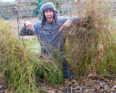 Do This For A Bigger Asparagus Harvest!