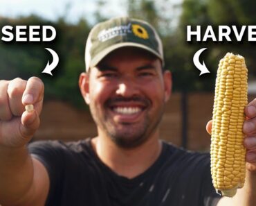 Growing Corn, From Seed to Harvest 🌽
