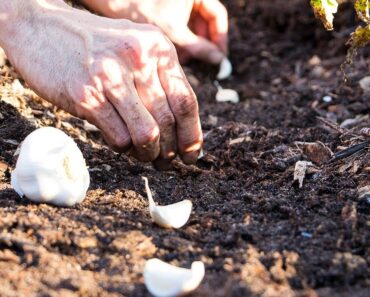 Planting Fall Garlic The Easy Way