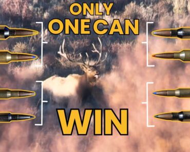Ten Greatest Elk Cartridges: Voted By You