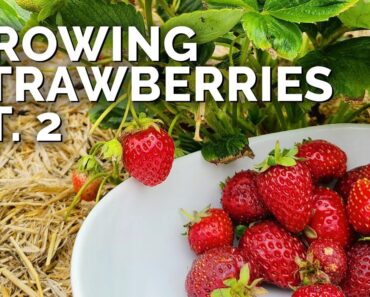 Growing Strawberries (Part 2): Pruning, Pests, and Harvesting