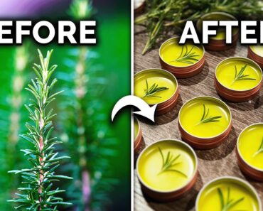 How to Grow & Use Your Homegrown Rosemary