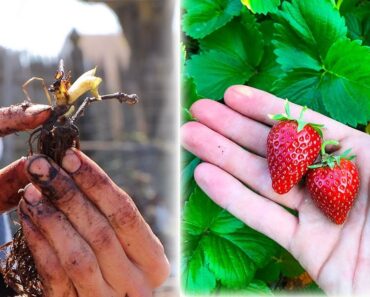 How To Grow AMAZING Strawberries!