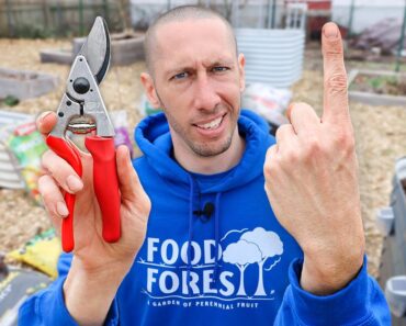 Doing This ONE THING when Pruning Leads to 95% MORE FRUIT