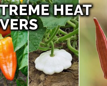 7 Perfect Vegetables to Grow in Hot Climates