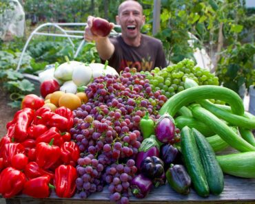 Wonderful Fall Garden Harvest, Sustainable Backyard Gardening
