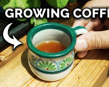 I GREW A Cup Of Coffee! ☕