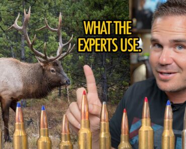 10 Best Cartridges for Elk: Voted by the experts!