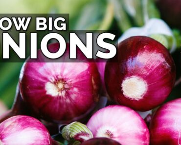 3 Onion Growing Mistakes to Avoid