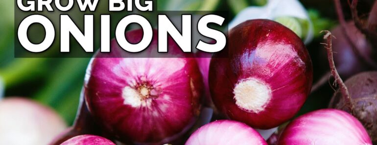 3 Onion Growing Mistakes to Avoid
