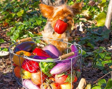 AMAZING Fall Garden HARVEST, Backyard Organic Gardening!