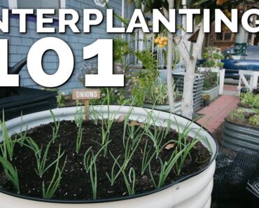 Interplanting Technique to Get MORE Harvests Out of the SAME Space