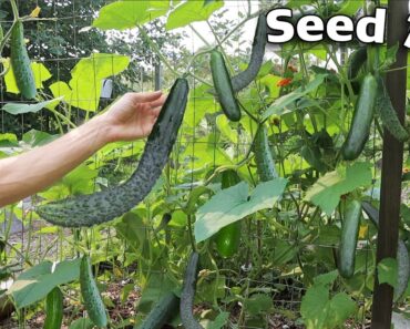 How to Grow Cucumbers, Complete Growing Guide