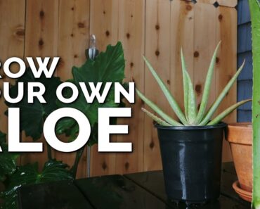 How to Grow Aloe Vera in Containers and Harvest Massive Leaves