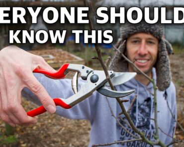This Technique of Pruning Trees Will Change Your Life