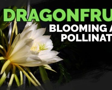 How to Grow Dragonfruit Part 4: Blooming & Pollination 🐉🏵️