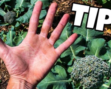 Anyone Can Grow Broccoli By Doing These Simple Things