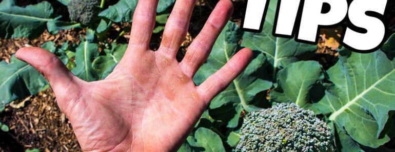 Anyone Can Grow Broccoli By Doing These Simple Things