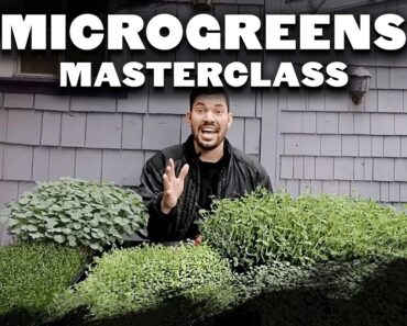 How to Grow Microgreens from Start to Finish (COMPLETE GUIDE)