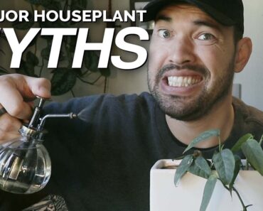 4 Houseplant Myths We Should Stop Believing