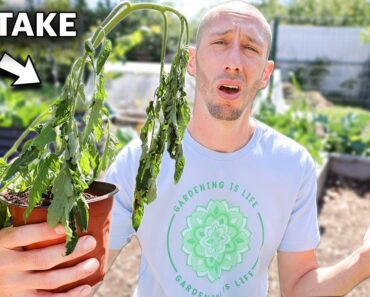 You’re Killing Your Tomatoes if You Do This, 5 MISTAKES You Can’t Afford to Make Growing Tomatoes