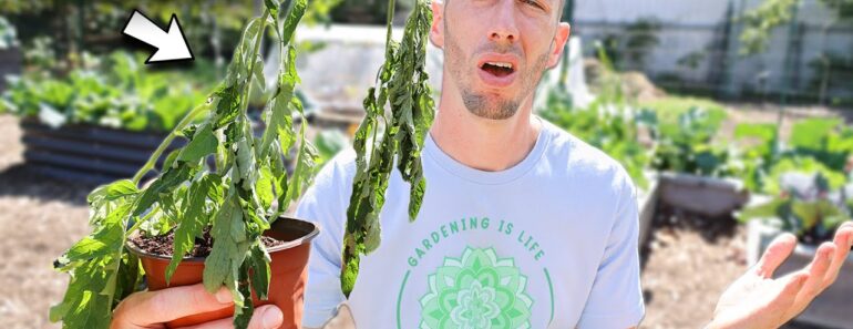 You’re Killing Your Tomatoes if You Do This, 5 MISTAKES You Can’t Afford to Make Growing Tomatoes