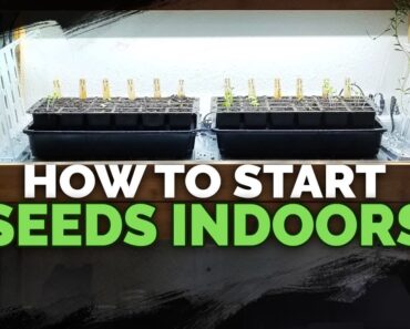 Seed Starting Indoors Under Grow Lights 101