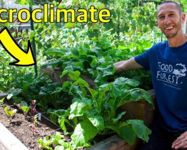 12 Veggies that Grow in SHADE, Utilizing Microclimates