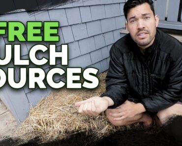 7 Cheap (Or Free) Mulch Sources and How To Use Them In Your Garden
