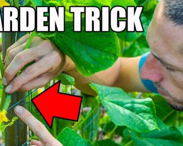 This SIMPLE Garden TIP Will Get You MORE CUCUMBERS!