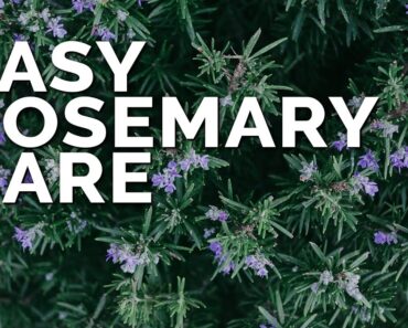 Growing Rosemary is SO Easy, You’ll Have to Try To Kill It