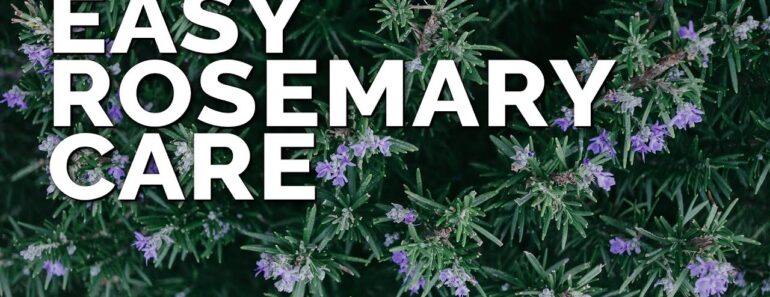 Growing Rosemary is SO Easy, You’ll Have to Try To Kill It